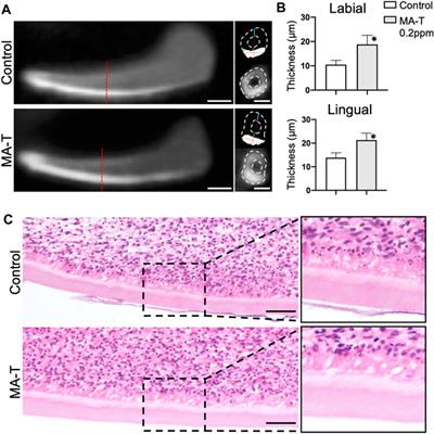 On-demand chlorine dioxide solution enhances odontoblast differentiation through desulfation of cell surface heparan sulfate proteoglycan and subsequent activation of canonical Wnt signaling